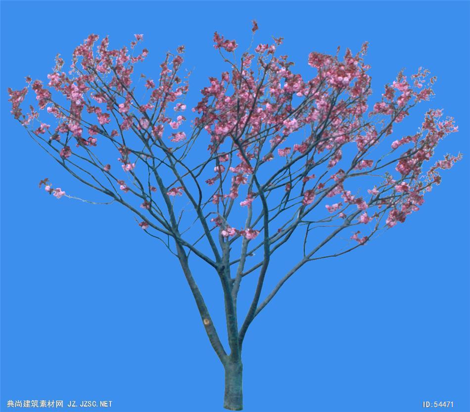 桃树-果树 典尚建筑素材网